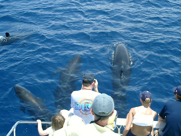 Whale Watching in Grenada