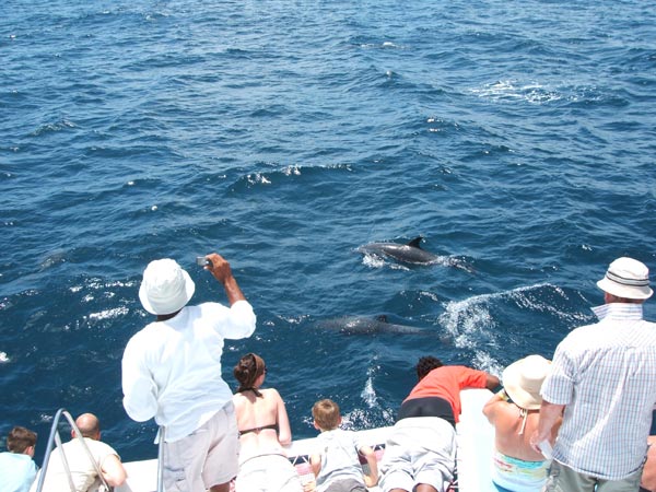 Dolphins in Grenada