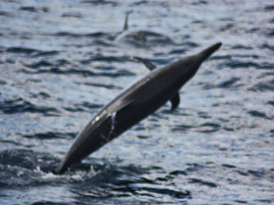 Dolphins playing in Grenada